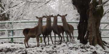Nəcib marallar və noyabrda gətirilmiş zubrlar volyer şəraitində adaptasiya dövrünü keçir