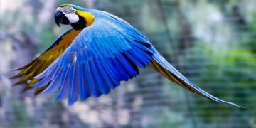 Danışan tutuquşular