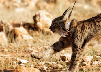 Vəhşi təbiətin yox olması ilə mübarizə üçün qlobal səylər cəlbedicilik qazanır