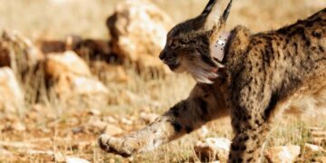 Vəhşi təbiətin yox olması ilə mübarizə üçün qlobal səylər cəlbedicilik qazanır