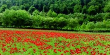 Gözəlliklərin və mədəniyyətin möhkəmləndiyi yer